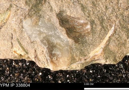 undet. Ostreidae