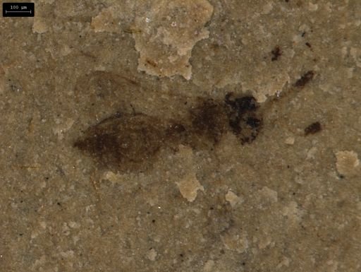 undet. Ichneumonoidea