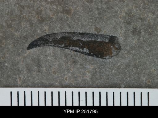 undet. Eurypterida