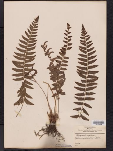 Dryopteris