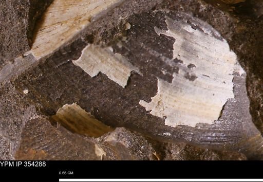 undet. Bivalvia