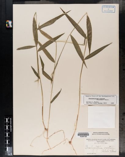 Brachyelytrum erectum