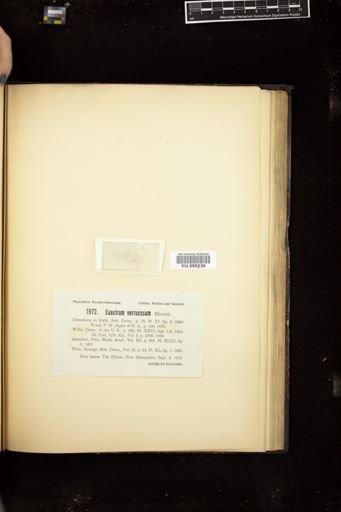 Euastrum verrucosum