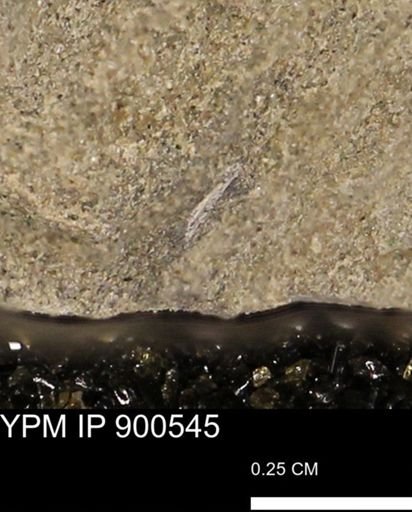 undet. Mollusca