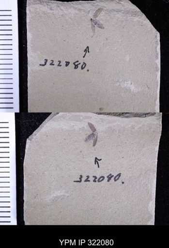 undet. Coleoptera