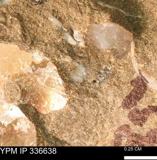 undet. Bivalvia