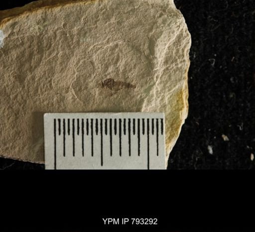 Asilidae