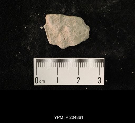 Blattaria