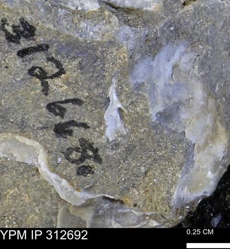 Phelopteria linguaeformis