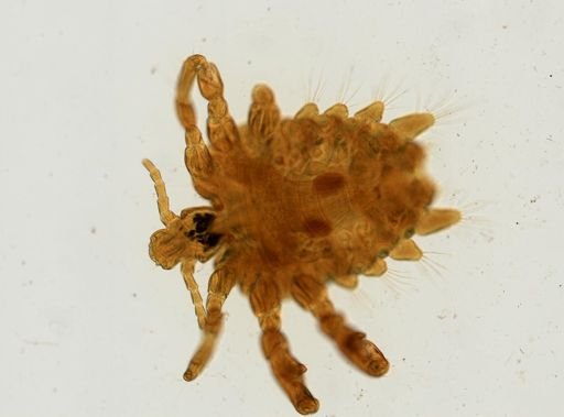 Pthirus pubis