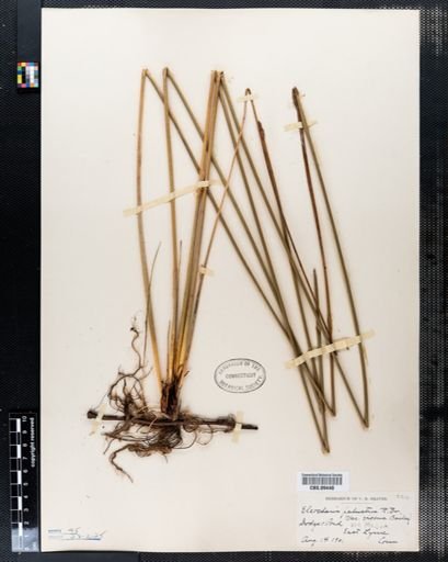 Eleocharis palustris