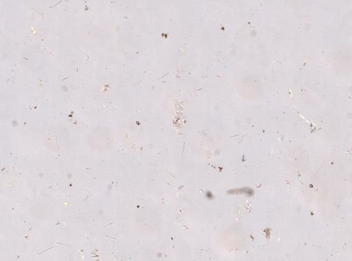 cf. Chondrosia