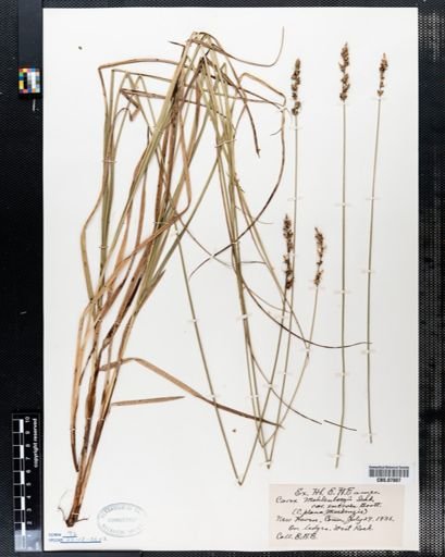 Carex plana