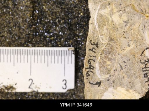 Scaphites sp.