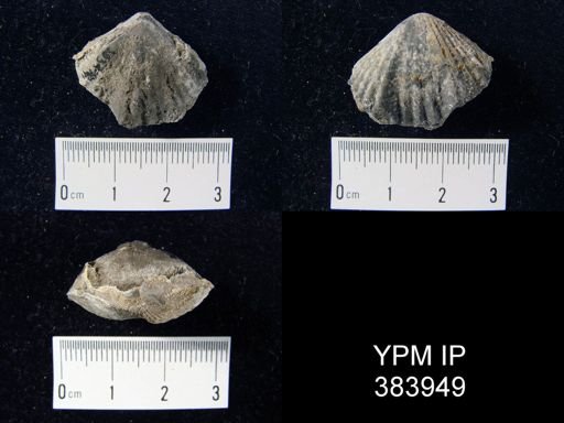 Stenoscisma deckerensis