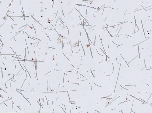 Microcionidae