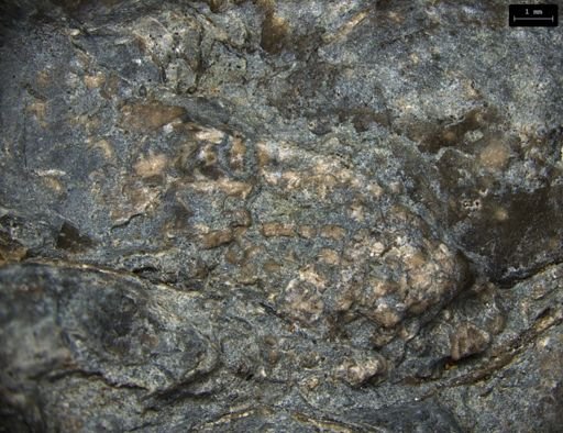Aplocoma damesii