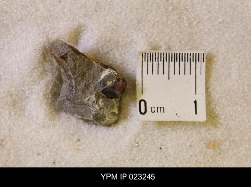 Hoploscaphites nicolletii
