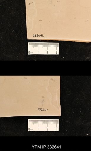 undet. Coleoptera
