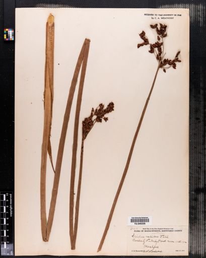 Scirpus validus