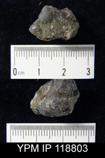 Camarotoechia humiliplicata