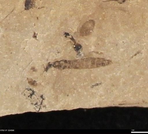 undet. Diptera