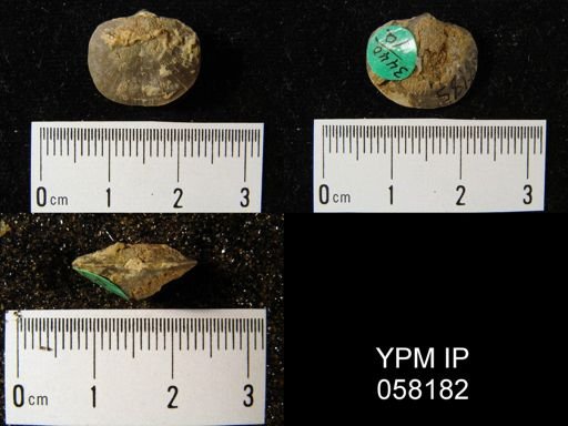 Dalmanella perelegans