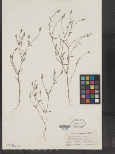 Polygala verticillata