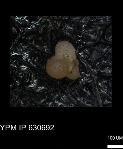 undet. Foraminiferida