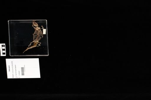 Celestus warreni