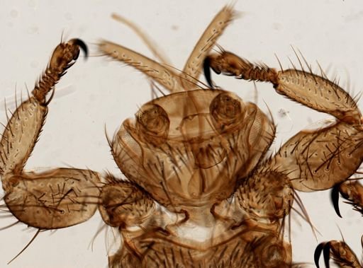 Melophagus ovinus