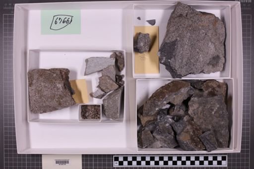 mixed taxa, stratigraphic collection
