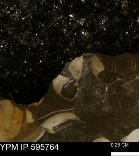 Protocardia sp.