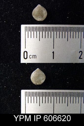 Whitfieldella julia