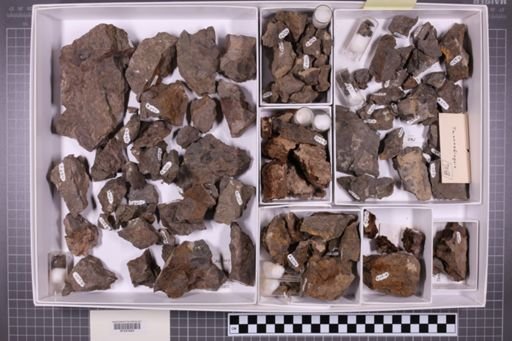 mixed taxa, stratigraphic collection