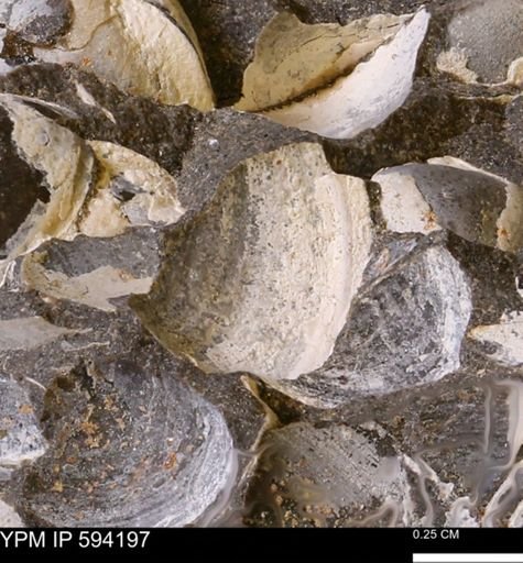 Limopsis? striatopunctatus