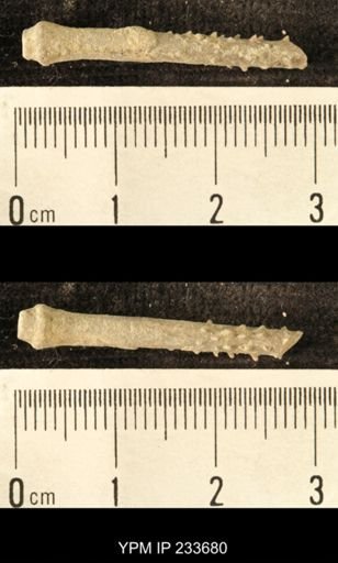 Archaeocidaris sp.