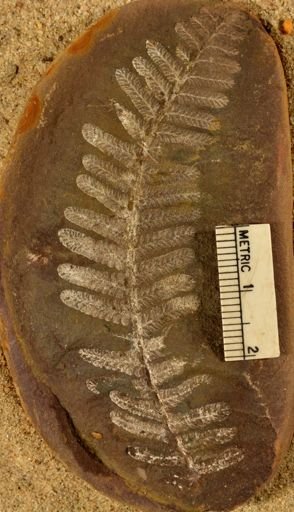 Pecopteris
