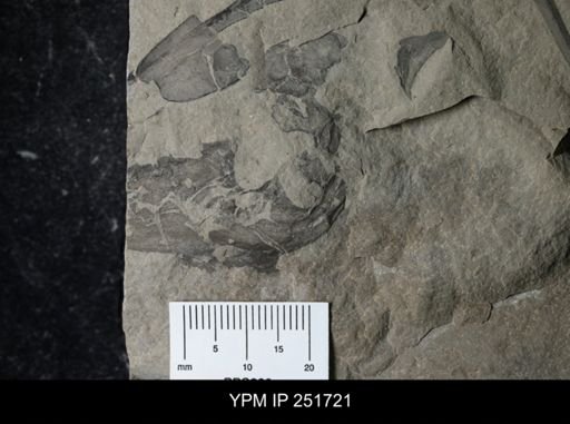 undet. Eurypterida