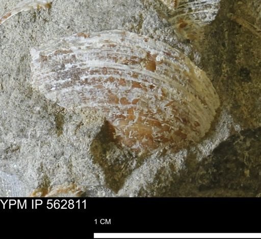 undet. Bivalvia