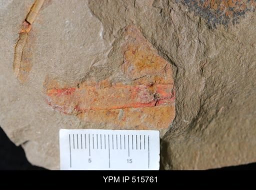 Ichnofossil