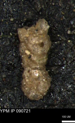 Ammobaculoides whitneyi