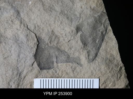 Eurypterus lacustris?