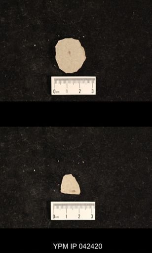 undet. Psocoptera