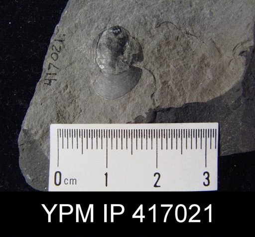 Lingula sp.