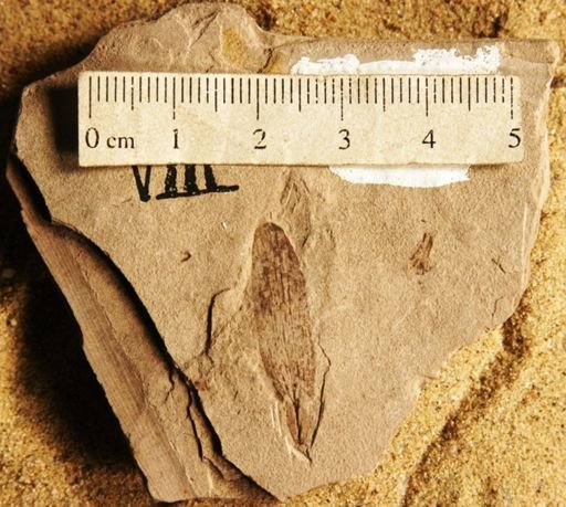 Fraxinopsis minor