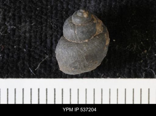 Viviparus montanaensis