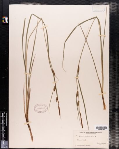 Carex stricta