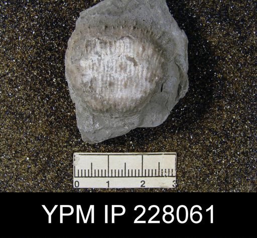 Juresania symmetrica