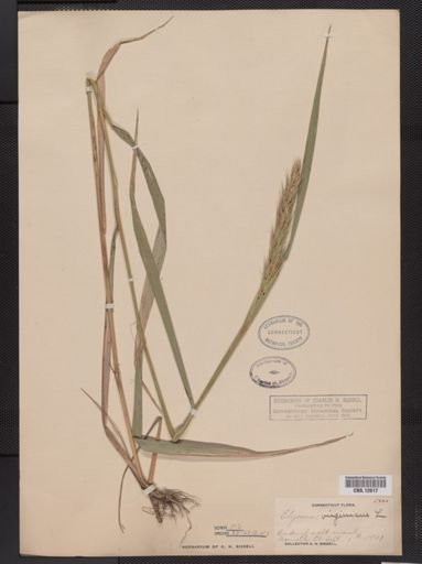 Elymus virginicus